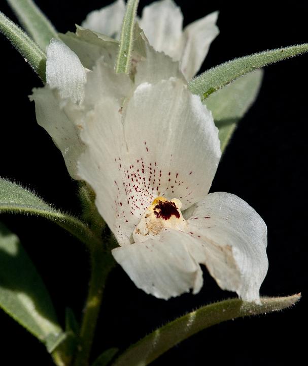 Ghost Flower, Mohavea confertiflora 0269.jpg - Copyright 2010 DonJacobson